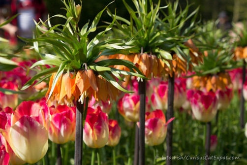 Tulips - Keukenhof - Holland