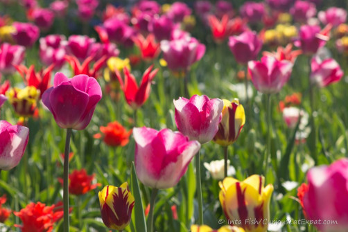 Tulips - Keukenhof - Holland
